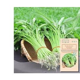 30gr hạt giống rau mầm rau muống