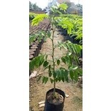 CÂY GIỐNG GỖ SƯA ĐỎ ( sản phẩm có bảo hành)