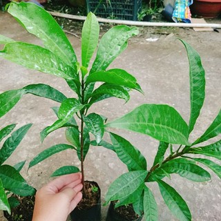 Cây Ô Mai (Trứng Gà)