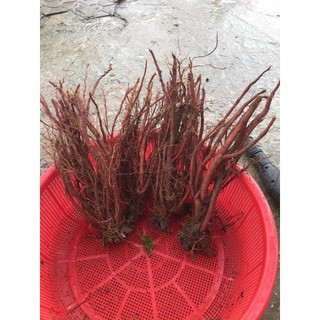 Đan sâm tươi 150k/kg