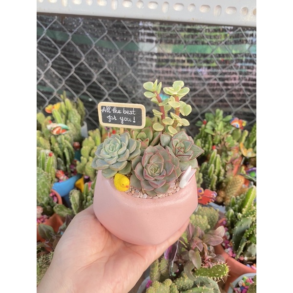 Chậu tiểu cảnh mix sen đá và xương rồng dễ thương thích hợp làm quà tặng sinh nhật, khai trương