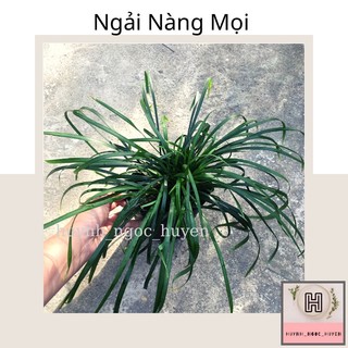 Ngải mọi (kéo khách)