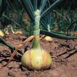 0.3gr hạt giống hành củ vàng texas grano