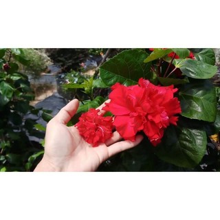 Cây Dâm Bụt Đỏ Cánh Kép