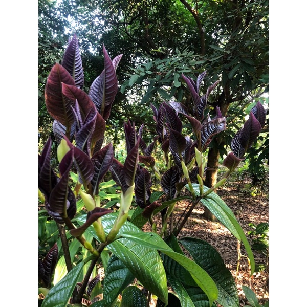 Trà hoa vàng hakoda Tam Đảo - cây giống ươm từ hạt