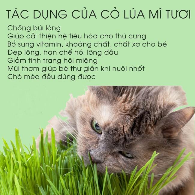 Hạt giống cỏ mèo-bộ trồng cỏ TƯƠI cho mèo TAOTAOPETS giúp tiêu búi lông cho mèo cưng - MEWSIC PET SHOP