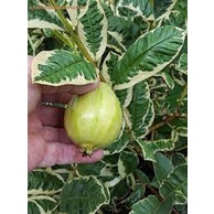 CÂY ỔI CẨM THẠCH ( sản phẩm có bảo hành)