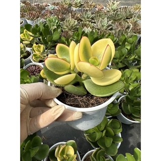 Sen đá thạch bích Var size trung 5-7 cm đã thuần khí hậu