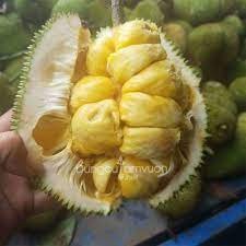 Cây giống mít tố nữa ghép