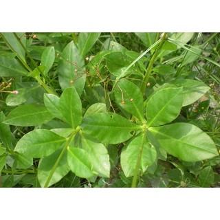 [Nhu_Mai_Garden]cây giống sâm đất (cây thổ sâm, rau sâm)- cây giống to