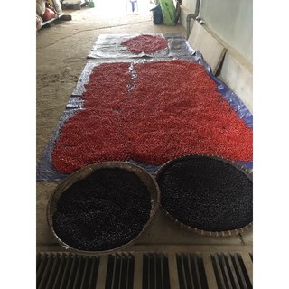 1kg HẠT DỔI