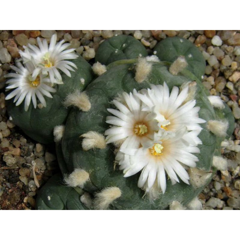 Xương rồng Lopho Diffusa