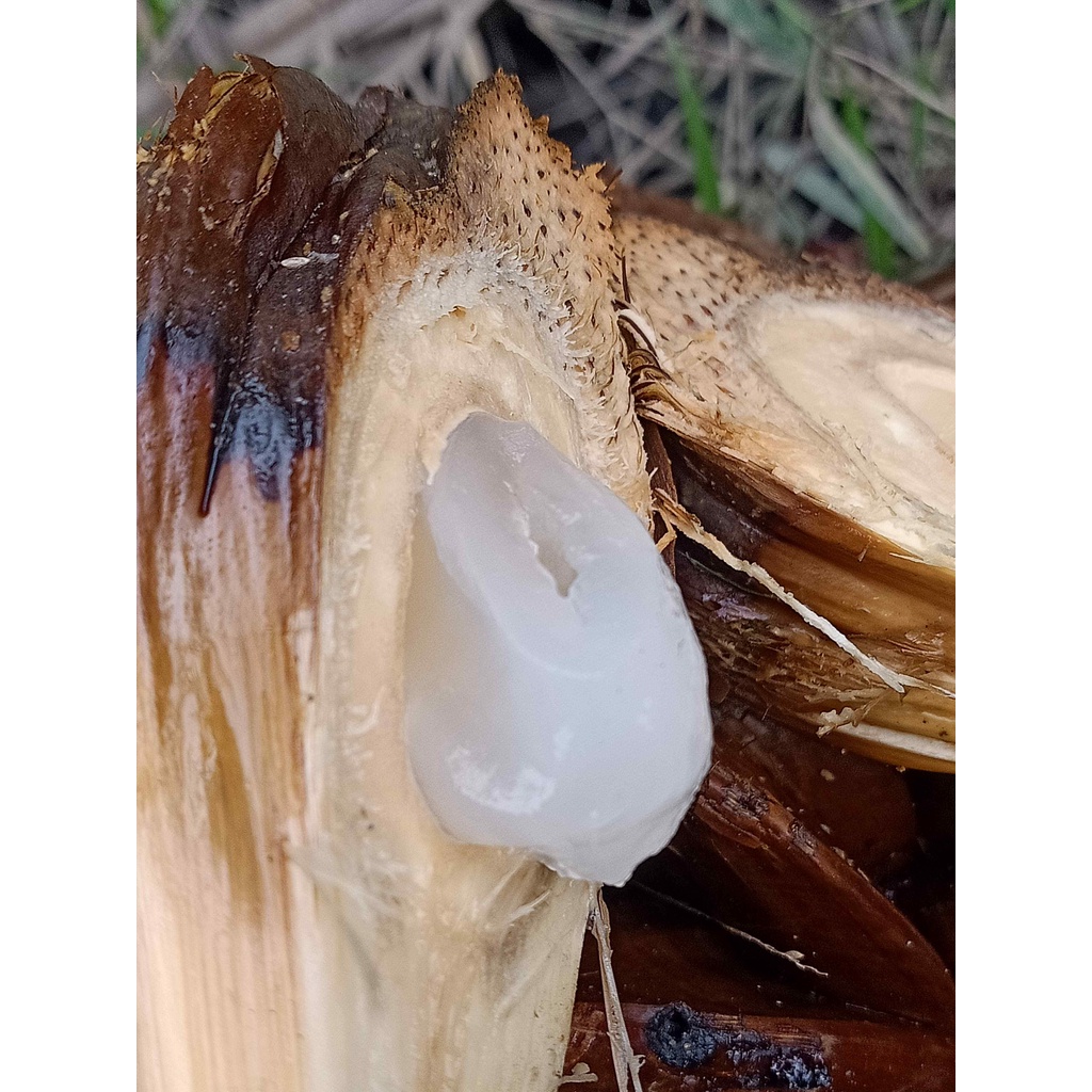 27 trái dừa nước tươi nguyên trái về tự chẽ