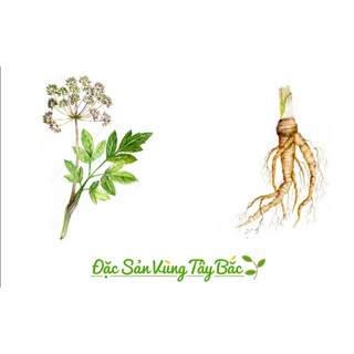 Sâm đương quy khô(Sâm quy sấy khô nguyên củ to ,thơm phức)nấu canh ,hãm trà,ngâm tửu cực chất