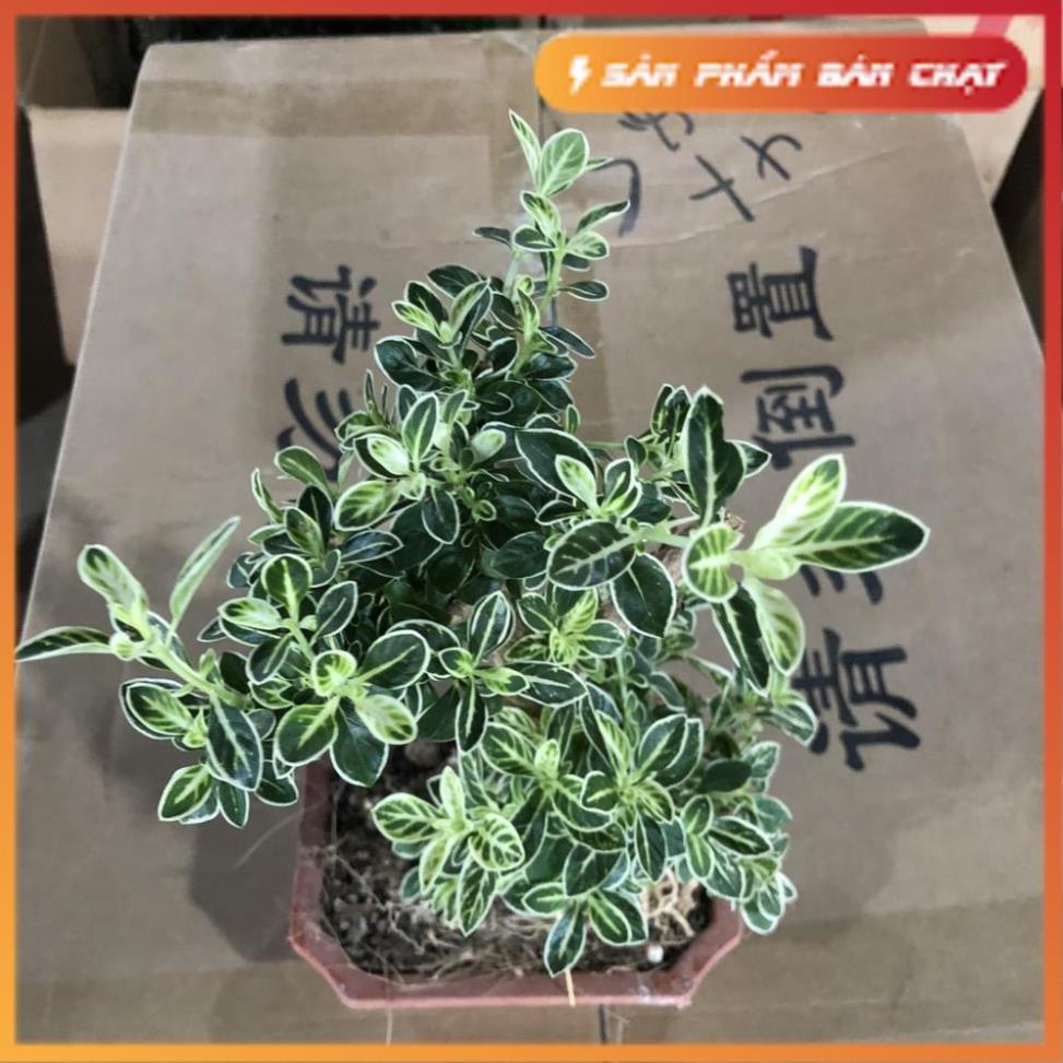 Cây bạch tuyết mai bonsai, chiều cao 25cm lá viền trắng bắt mắt sức sống khỏe