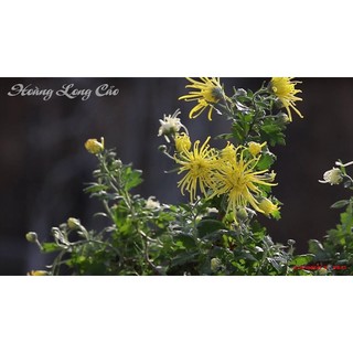 Cúc cổ Hoàng Long Cảo -(cây giống)