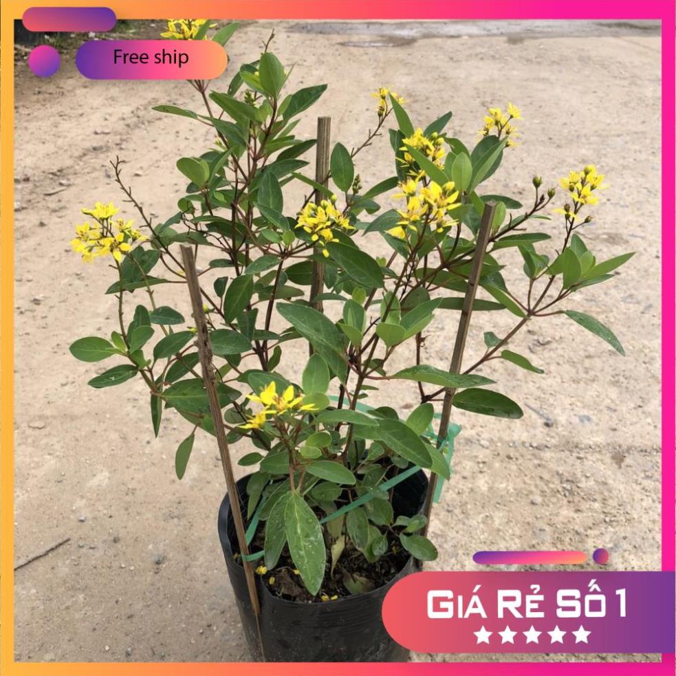 Cây hoa kim đồng vàng, Cao 25cm sẵn hoa nở rộ mang sắc vàng rực rỡ (Hàng Chuẩn)