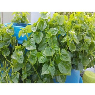 100 Hạt giống rau càng cua