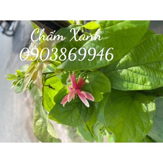 Trang leo -sử quân tử- có sẵn hoa cây thật to