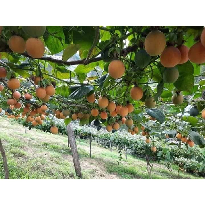 CÂY GIỐNG CHANH LEO NGỌT COLOMBIA