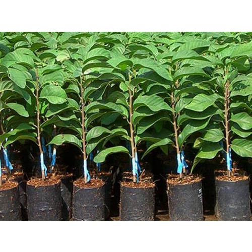 Giống cây mãng cầu xiêm thái chất lượng