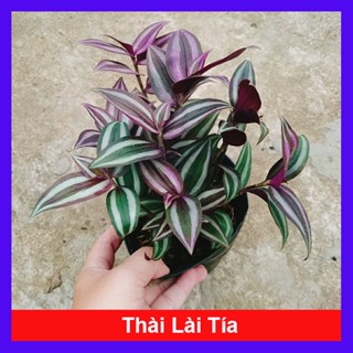 Cây Thài Lài Tía (cây rau chay) - caykiengsadec
