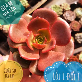 ⚡️giống mới⚡️sen đá lô la mới size bầu