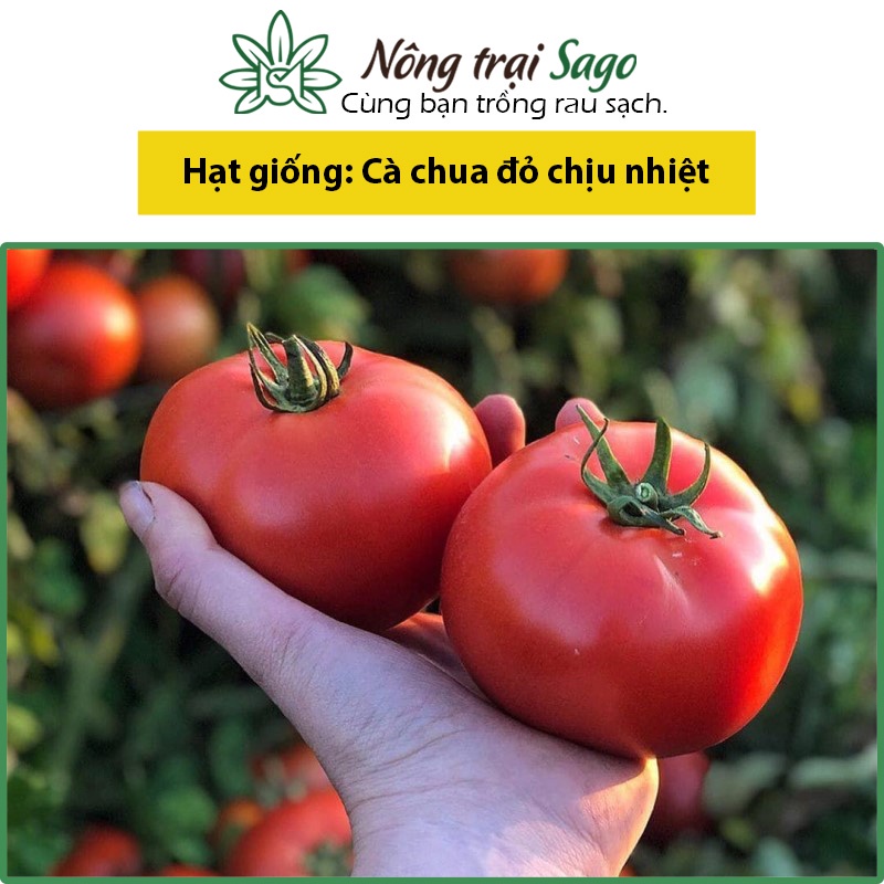 Hạt giống Cà Chua Đỏ Chịu Nhiệt Trái To, Trồng Quanh Năm, Kháng Bệnh Tốt - Nông Trại Sago
