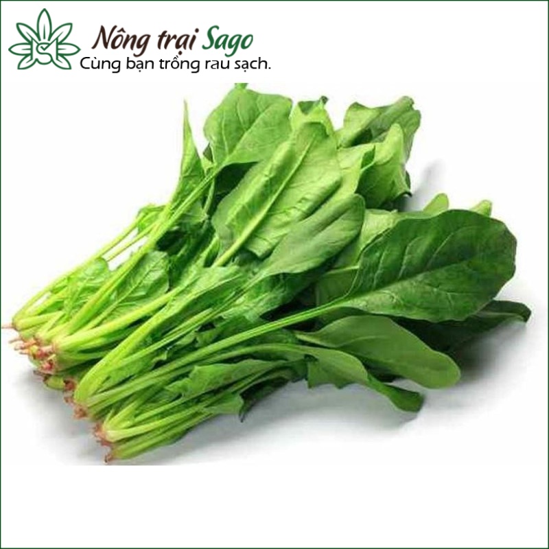 Hạt giống Cải Bó Xôi Trồng Quanh Năm, Thân Giòn, Ngọt, Sinh Trưởng Mạnh - Nông Trại Sago