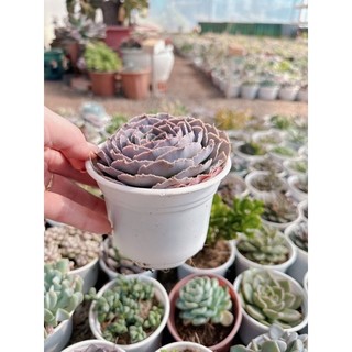Sen đá bắp cải size trung 5-7 cm