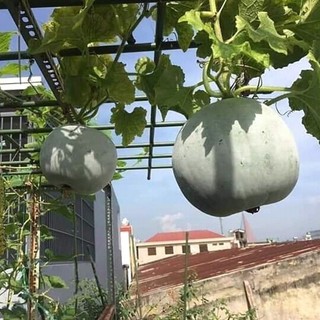 10h hạt giống bí đao tròn thơm 16 trái