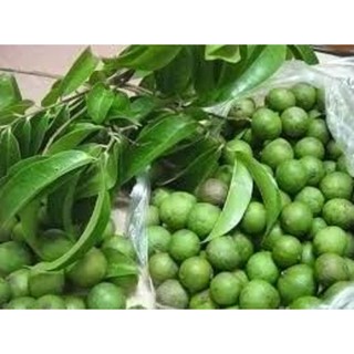 cây sấu giống (cây to khỏe - cây thực sinh)