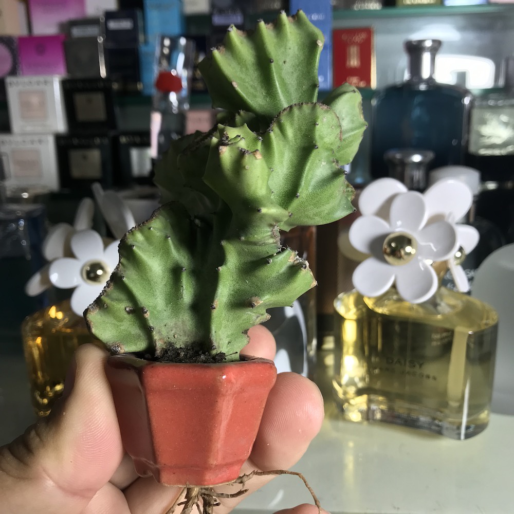 Cây xương rồng mini siêu dễ thương, cây thật!