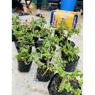 Sam hương mini trang trí tiểu cảnh, Terrarium