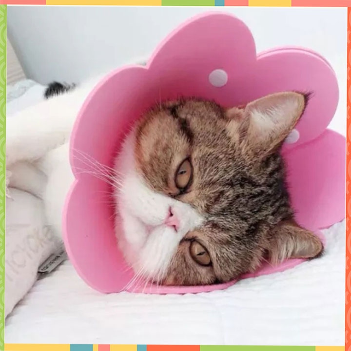 Vòng chống liếm cho mèo siêu nhẹ_loa chống liếm cho chó mèo hoa hương dương