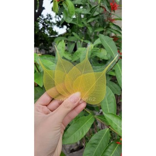 Lá bồ đề ép viết chữ thư pháp, vẽ trang trí