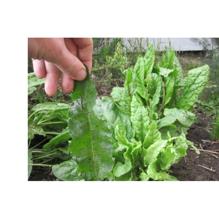 1Gr Hạt Giống Rau Chua Sorrel