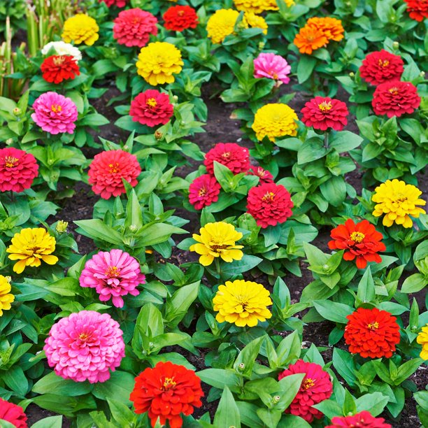 50h Hạt Giống Hoa Cúc Lá Nhám Kép Mix Lilliput