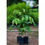 Cây gỗ sao đen giống ( cây siêu sớm có bảo hành)
