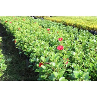 Cây Dâm Bụt Hồng Cánh Kép