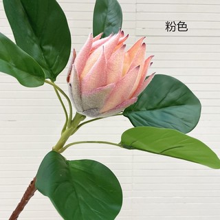 Hoa Hoàng Đế ( Hoa Giả)