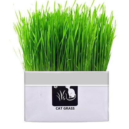 Phụ kiện chó mèo ECOPETS cỏ mèo hạt lúa mì trong chậu mèo mèo viên tóc bóng ăn liền đồ ăn nhẹ cho mèo lười