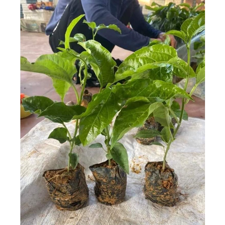 CÂY GIỐNG CHANH LEO NGỌT COLOMBIA