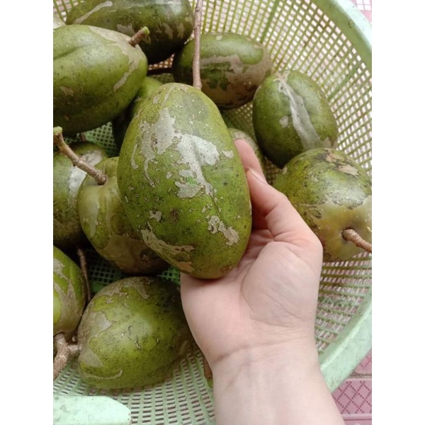 Cóc cày Thái  ...Cóc  cày  lùn...