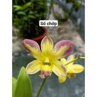 Phong lan denro chớp sổ (tỉ lệ chớp 5%)