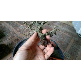 HB-101 100ml (dung dịch hữu cơ tăng trưởng)