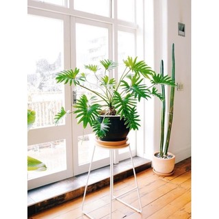Chậu cứng trầu bà chân vịt con
