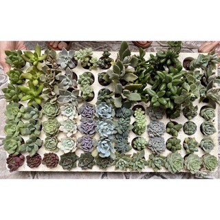 Combo 50 cây sen đá size vĩ gồm hơn 20 loại