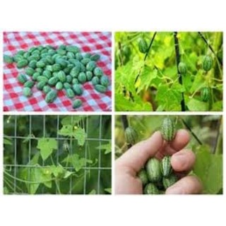 Hạt giống Dưa chuột ( Dưa hấu mini) Mexico 20hạt