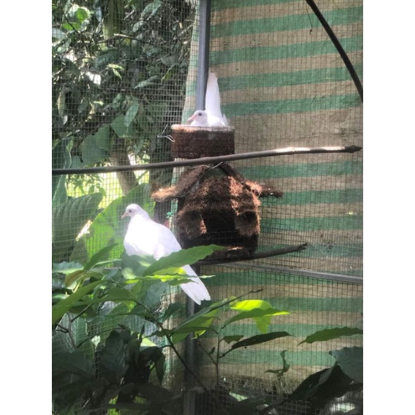 Tổ chim kích đẻ